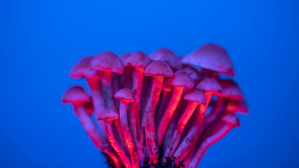 Psychedelic and MDMA use in psychiatry